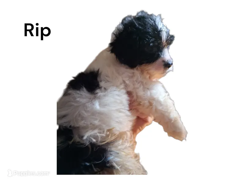 Rip – Yorkipoo puppy for sale in Perry, SC