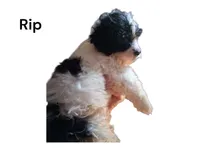 Rip, a male Yorkipoo for sale in Perry, SC – 1 of 4