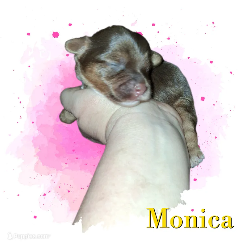 Monica – Yorkshire Terrier puppy for sale in Perry, SC