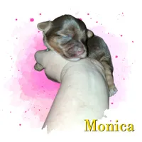 Monica, a female Yorkshire Terrier for sale in Perry, SC – 1 of 2