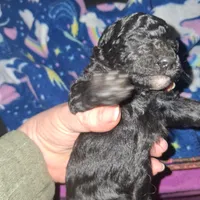 Rain, a female Poodle - Toy  for sale in Perry, SC – Photo 3 of 3
