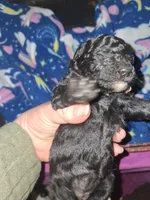 Rain, a female Poodle - Toy  for sale in Perry, SC – Photo 3 of 3