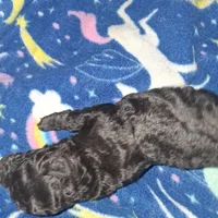 Rain, a female Poodle - Toy  for sale in Perry, SC – Photo 1 of 3