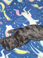 Rain, a female Poodle - Toy  for sale in Perry, SC – Photo 1 of 3