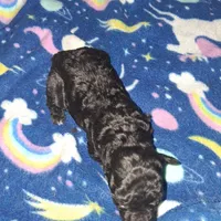 Rain, a female Poodle - Toy  for sale in Perry, SC – Photo 2 of 3