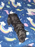 Rain, a female Poodle - Toy  for sale in Perry, SC – Photo 2 of 3