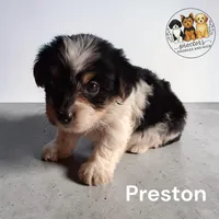 Preston , a male Yorkshire Terrier for sale in Perry, SC – 1 of 2
