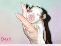 Beth, a female Yorkshire Terrier for sale in Perry, SC – 1 of 2