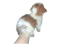 Beth, a female Yorkshire Terrier for sale in Perry, SC – 10 of 10