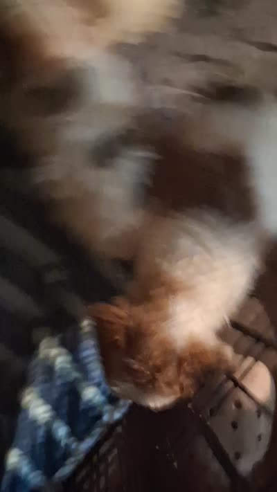 Beth, a female Yorkshire Terrier for sale in Perry, SC – 9 of 10