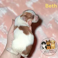 Beth, a female Yorkshire Terrier for sale in Perry, SC – 2 of 2