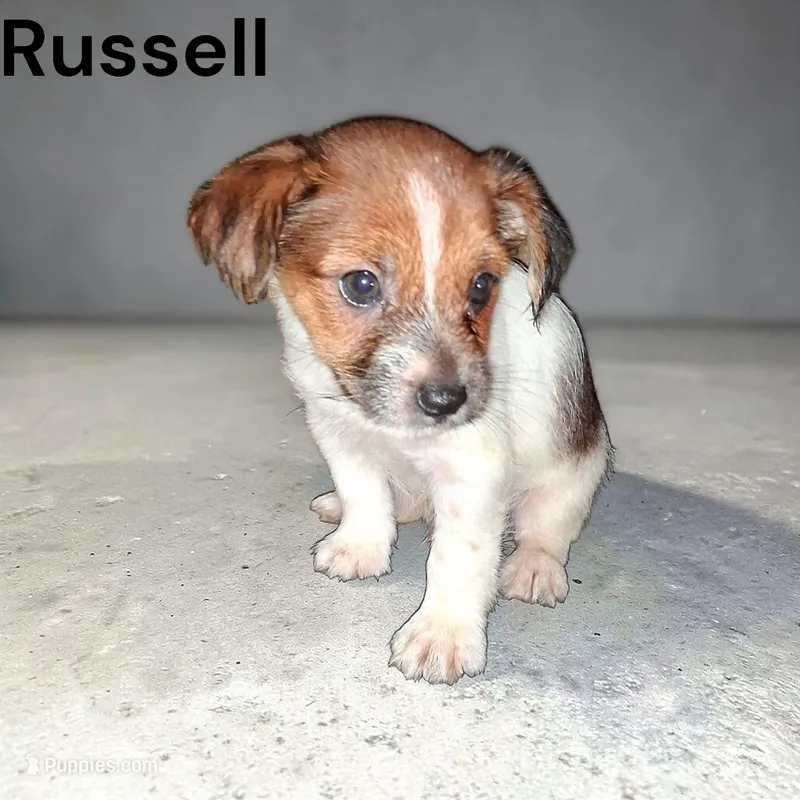 Russell  – Chorkie puppy for sale in Perry, SC