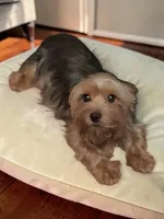 Cade, a male Yorkshire Terrier for sale in Perry, SC – 2 of 3