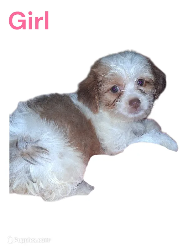 Beth – Yorkshire Terrier puppy for sale in Perry, SC