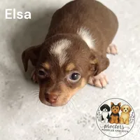 Elsa, a female Chihuahua for sale in Perry, SC – 1 of 2