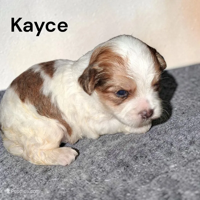 Kayce – Yorkshire Terrier puppy for sale in Perry, SC