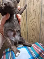 Spencer, a male Poodle - Toy  for sale in Perry, SC – 2 of 2