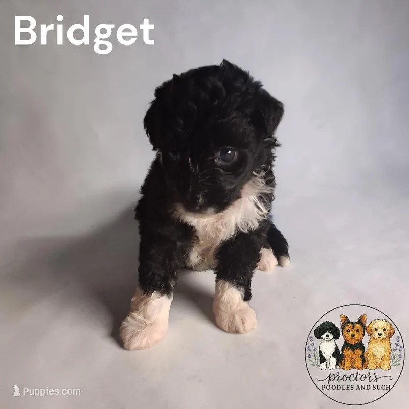 Bridget  – Miniature Aussiedoodle puppy for sale in Perry, SC
