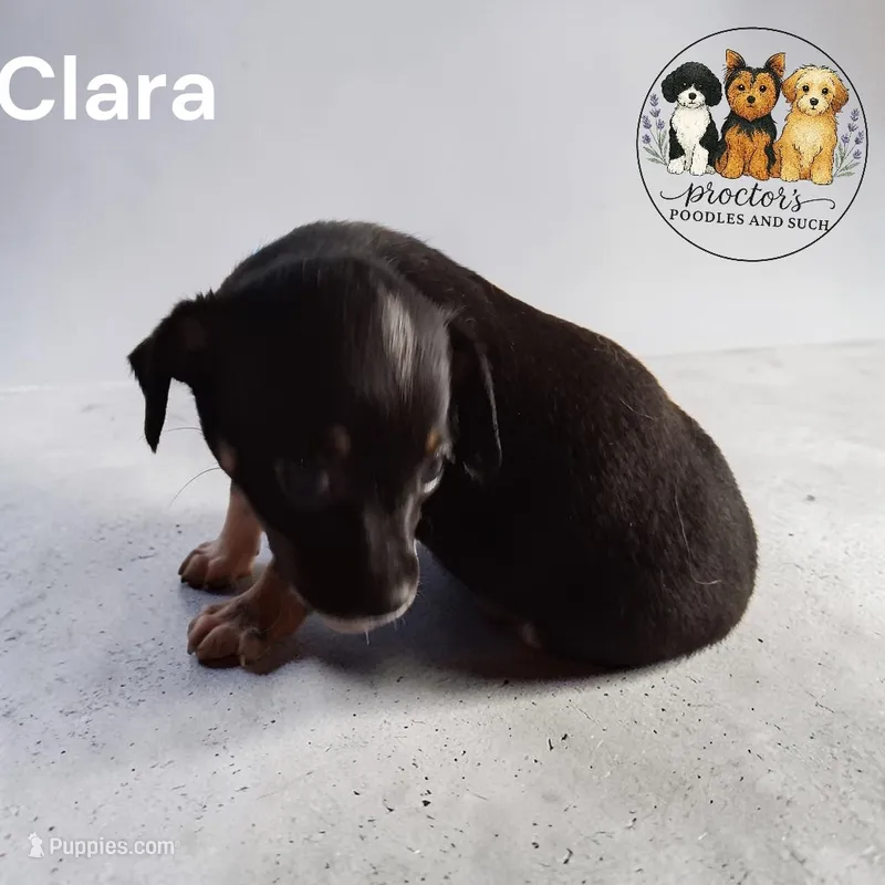 Clara – Chihuahua puppy for sale in Perry, SC