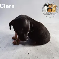 Clara, a female Chihuahua for sale in Perry, SC – 1 of 1