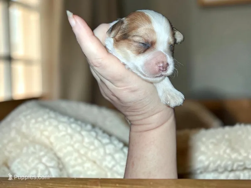 Kayce – Yorkshire Terrier puppy for sale in Perry, SC