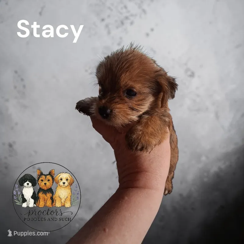 Stacy  – Yorkshire Terrier puppy for sale in Perry, SC