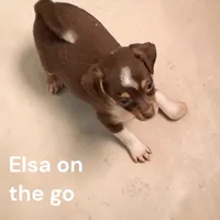 Elsa, a female Chihuahua for sale in Perry, SC – 2 of 2