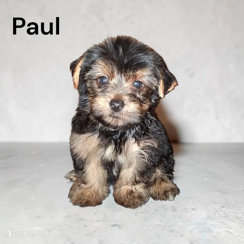 Paul – Yorkshire Terrier puppy for sale in Perry, SC