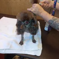 Spencer, a male Poodle - Toy  for sale in Perry, SC – 7 of 8