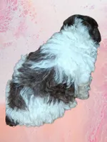 Sweet Pea, a female Poodle - Toy  for sale in Perry, SC – 3 of 4