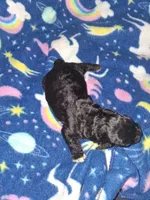 Blizzard , a male Poodle - Toy  for sale in Perry, SC – Photo 3 of 3