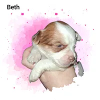 Beth, a female Yorkshire Terrier for sale in Perry, SC – 3 of 10