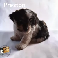Preston , a male Yorkshire Terrier for sale in Perry, SC – 2 of 2