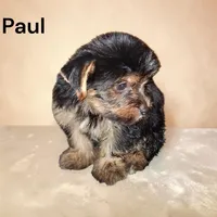 Paul, a male Yorkshire Terrier for sale in Perry, SC – 2 of 2