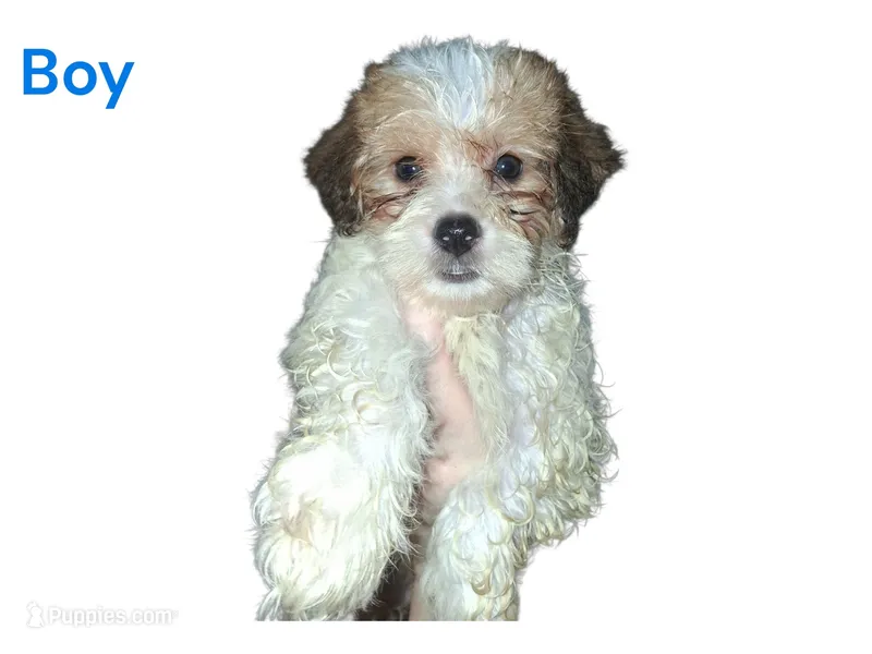 Kayce – Yorkshire Terrier puppy for sale in Perry, SC