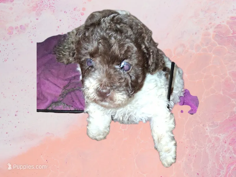 Sweet Pea – Poodle - Toy  puppy for sale in Perry, SC