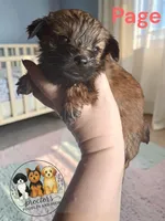 Page, a female Yorkshire Terrier for sale in Perry, SC – 1 of 1