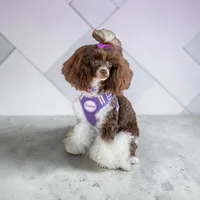 Spencer, a male Poodle - Toy  for sale in Perry, SC – 8 of 8