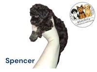 Spencer, a male Poodle - Toy  for sale in Perry, SC – 6 of 8