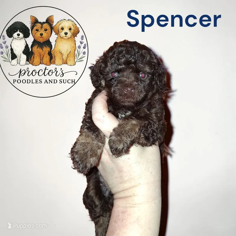 Spencer – Poodle - Toy  puppy for sale in Perry, SC