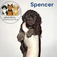 Spencer, a male Poodle - Toy  for sale in Perry, SC – 1 of 8