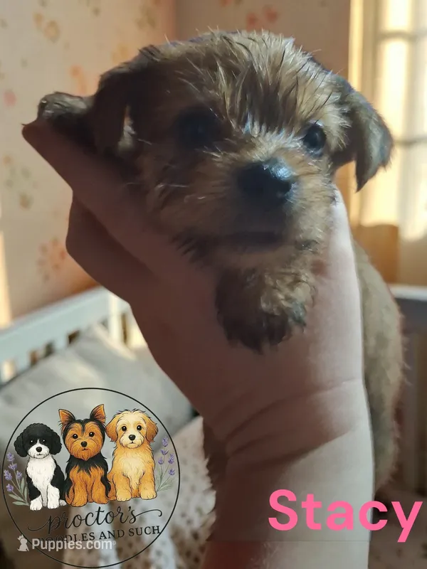 Stacy  – Yorkshire Terrier puppy for sale in Perry, SC