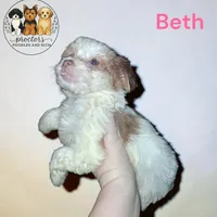 Beth, a female Yorkshire Terrier for sale in Perry, SC – 2 of 10