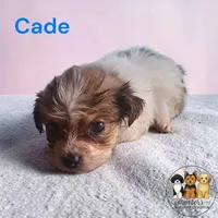 Cade, a male Yorkshire Terrier for sale in Perry, SC – 1 of 3