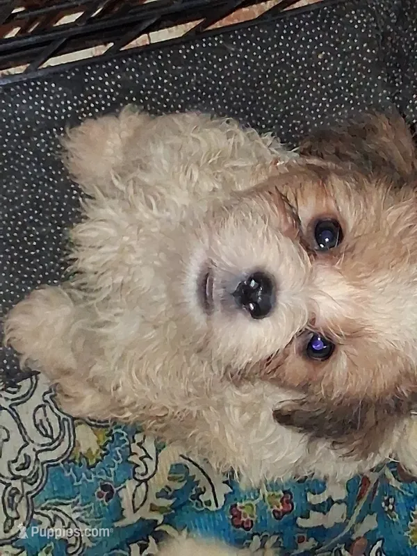 Kayce – Yorkshire Terrier puppy for sale in Perry, SC