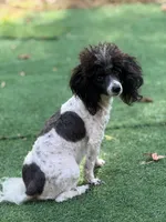 Van, a male Miniature Aussiedoodle for sale in Perry, SC – 2 of 3
