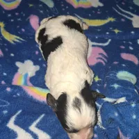 Windy, a female Poodle - Toy  for sale in Perry, SC – Photo 1 of 2