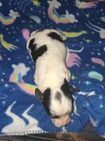 Windy, a female Poodle - Toy  for sale in Perry, SC – Photo 1 of 2