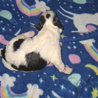 Windy, a female Poodle - Toy  for sale in Perry, SC – Photo 2 of 2