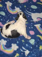 Windy, a female Poodle - Toy  for sale in Perry, SC – Photo 2 of 2